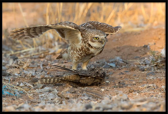 Burrowing Owl With Cooper's Hawk Prey