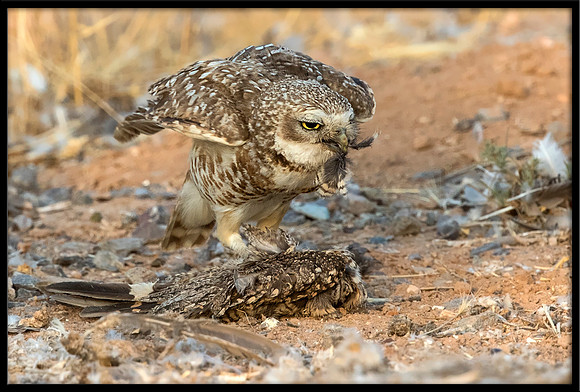 Burrowing Owl With Cooper's Hawk Prey