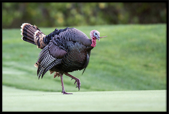 Turkey