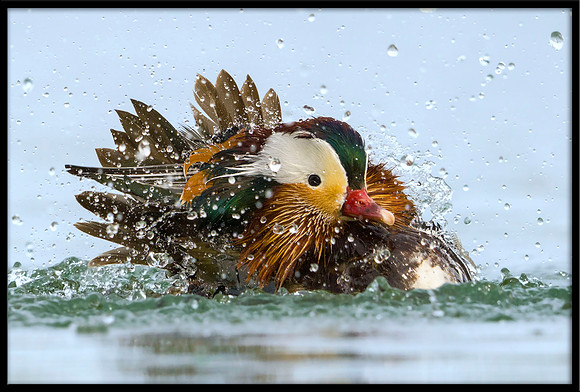 Mandarin Duck