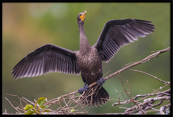 Cormorant
