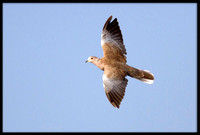Eurasian Collared Dove