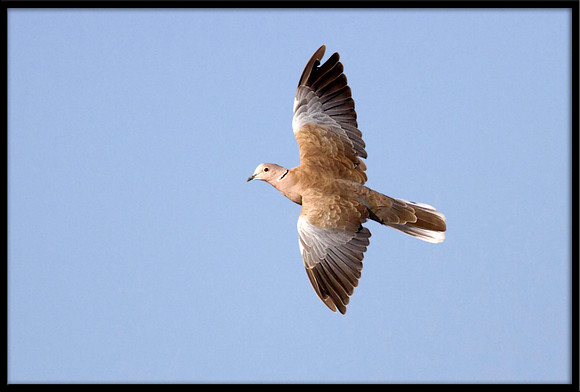 Eurasian Collared Dove