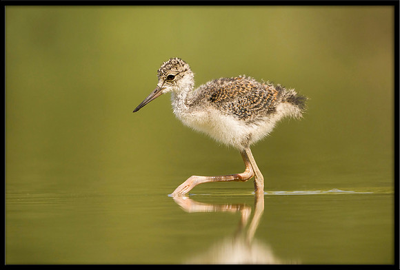 Black-necked Stilt chick