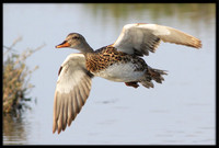 Mallards