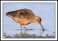 Dowitcher