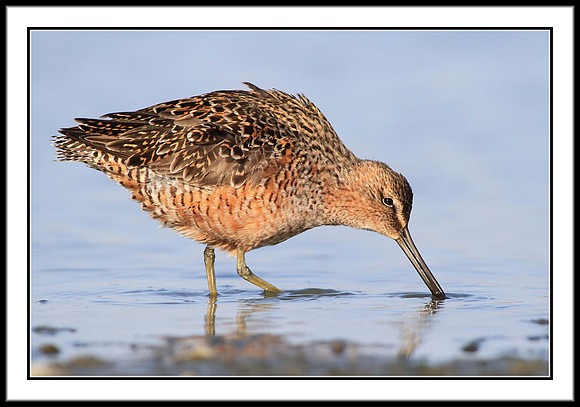 Dowitcher