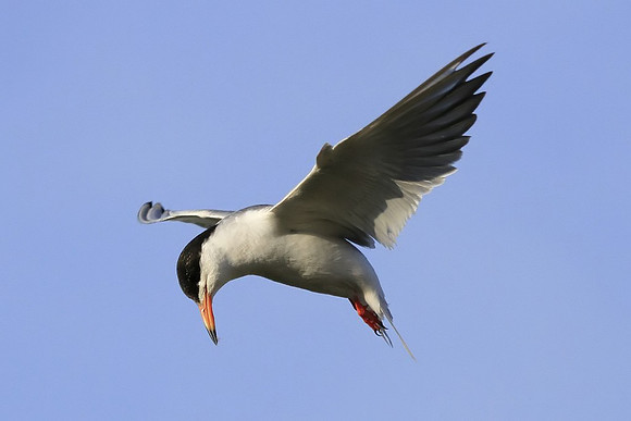 Forster's Tern
