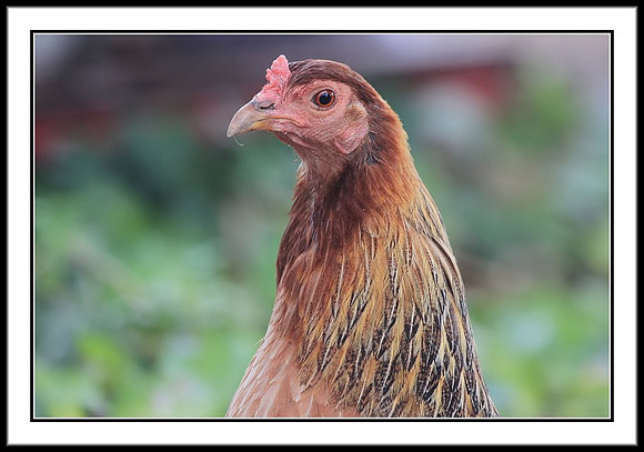 Mother Hen