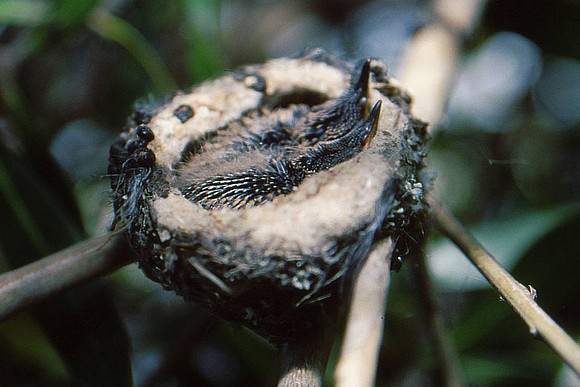 Newborn hummingbirds