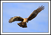 Northern Harrier