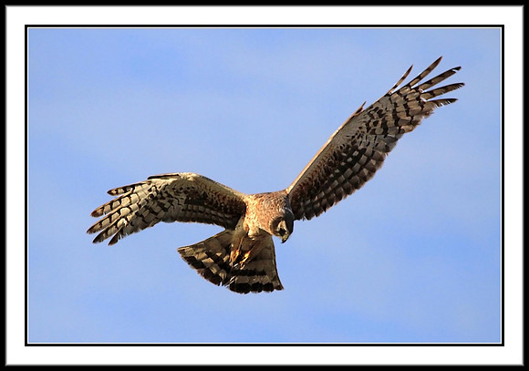 Northern Harrier