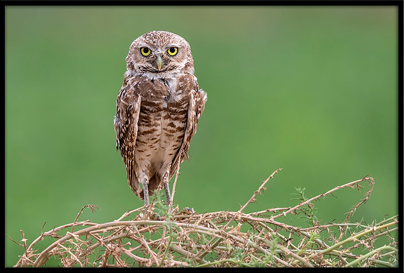 Burrowing Owl