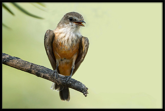 Vermilion Flycatcher (f)
