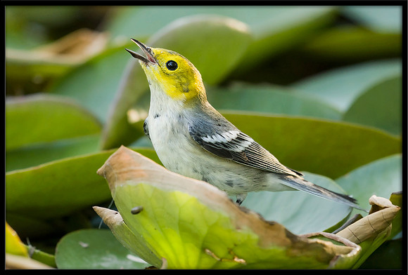 Hermit Warbler