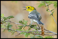Hermit Warblers