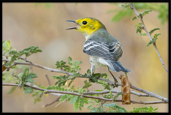 Hermit Warbler