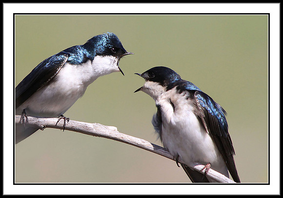 Tree Swallows