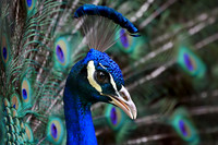 Peacock displaying