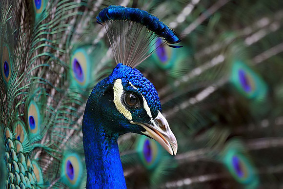 Peacock displaying