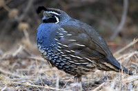 California Quail