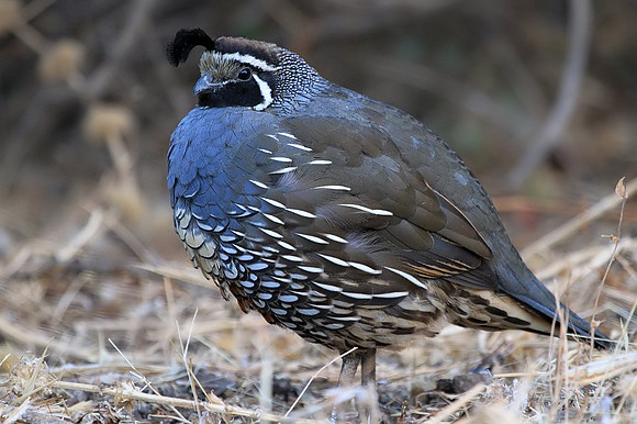 California Quail