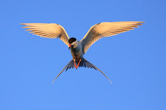 Forster's Tern