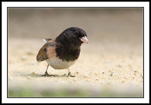 Dark-eyed Junco
