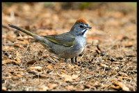 Green-tailed Towhee