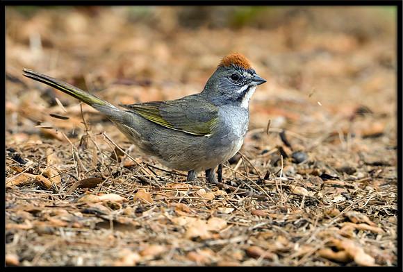 Green-tailed Towhee
