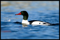 Common Merganser