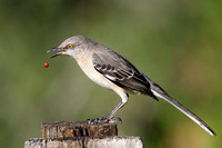 Mockingbird eating berry