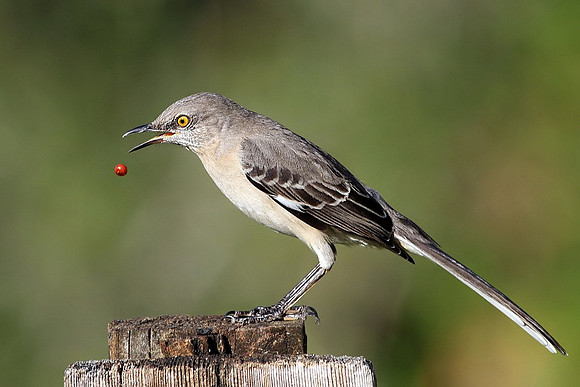 Mockingbird eating berry