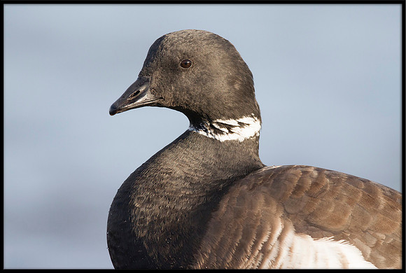 Brants  Goose