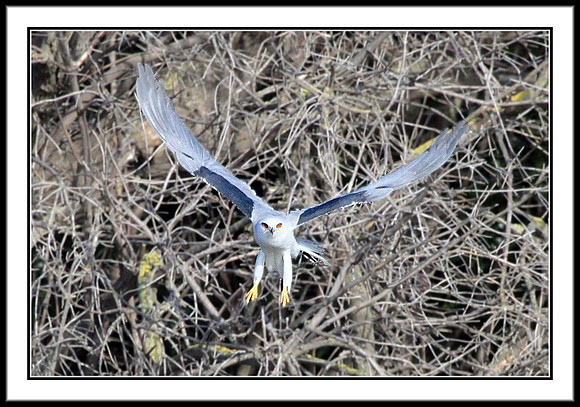 White-tailed Kite nest building