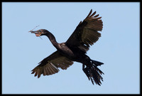 Neotropic Cormorant With Nesting Material