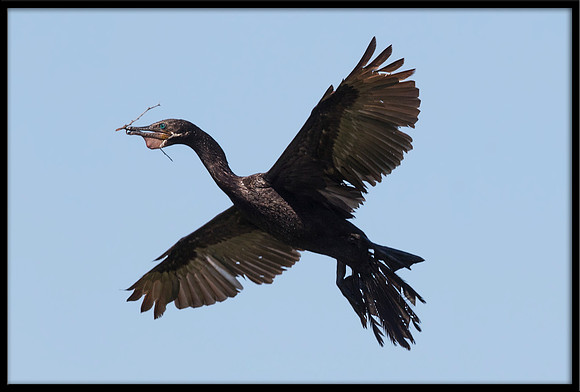 Neotropic Cormorant With Nesting Material