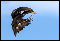 Neotropic Cormorant