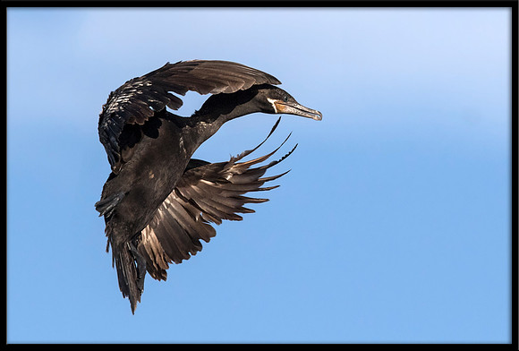 Neotropic Cormorant