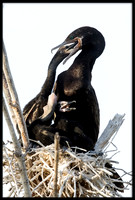 Neotropic Cormorant Feeding Chicks