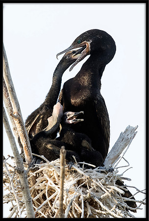 Neotropic Cormorant Feeding Chicks