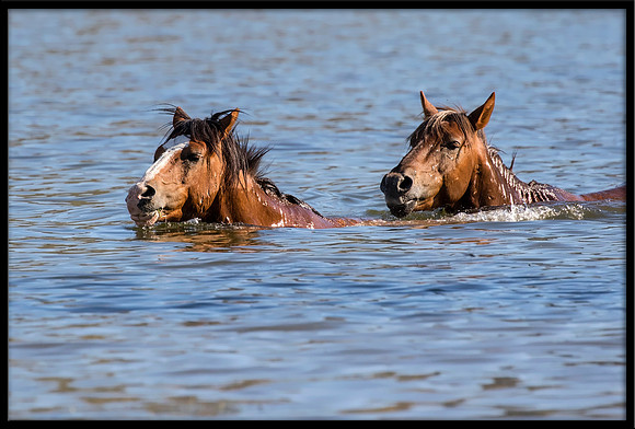 Salt River Wild Horse