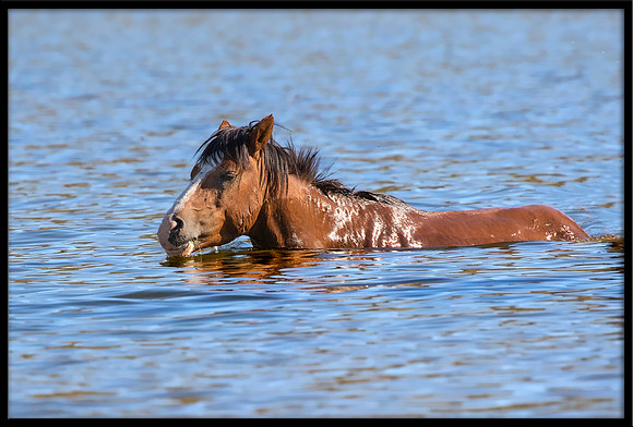 Salt River Wild Horse