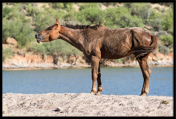 Salt River Wild Horse