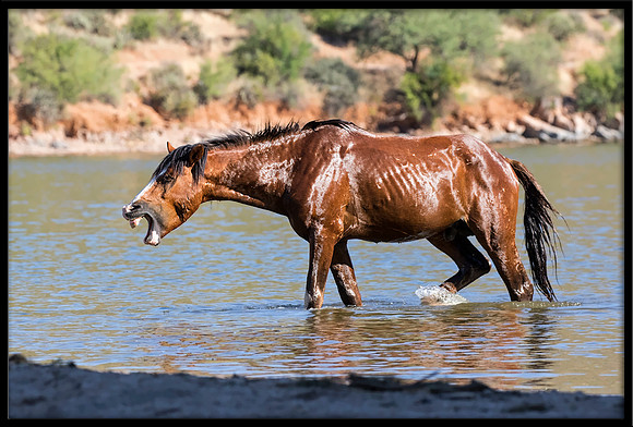 Salt River Wild Horse