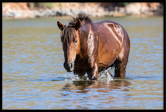 Salt River Wild Horse