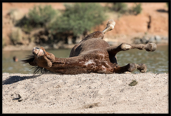 Salt River Wild Horse