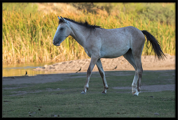 Salt River Wild Horse