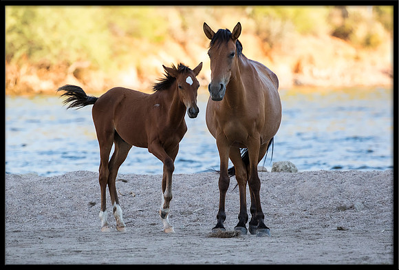 Salt River Wild Horse