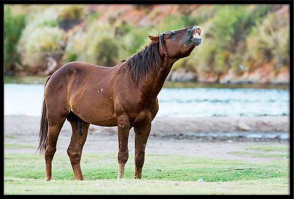 Salt River Wild Horse
